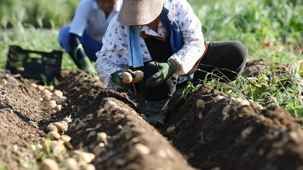 a person planting potatoes in a field