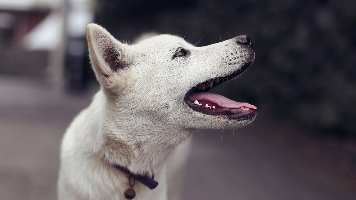 吠える白い犬