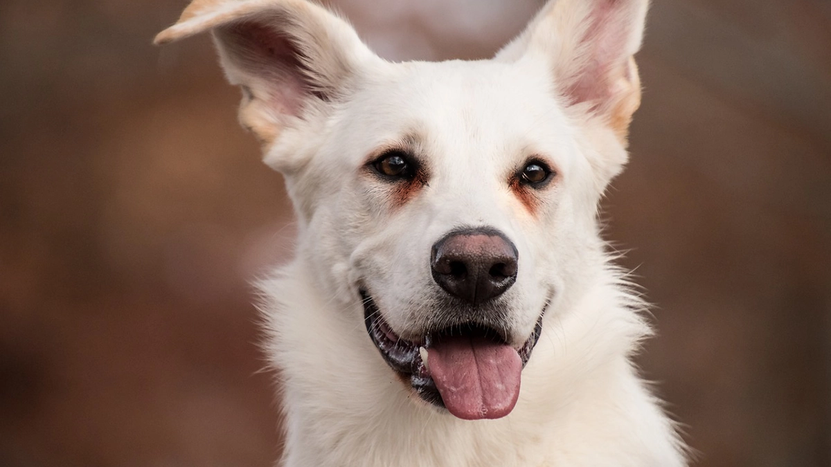 涙やけの白い犬
