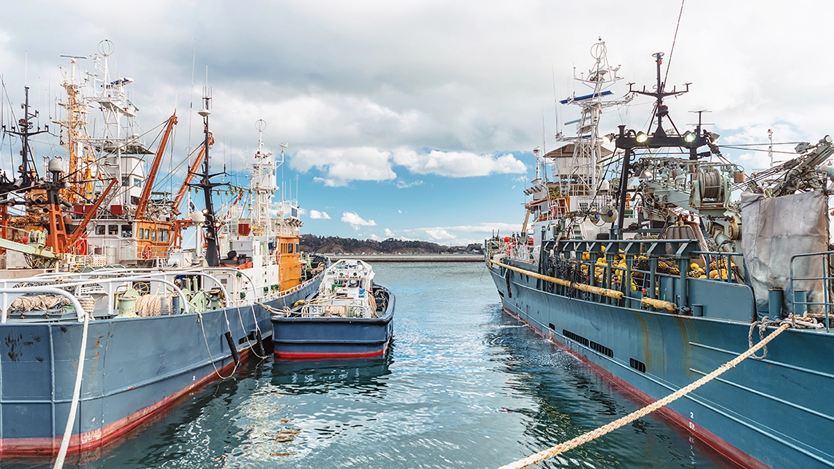 kintora osakana dog food yaizu