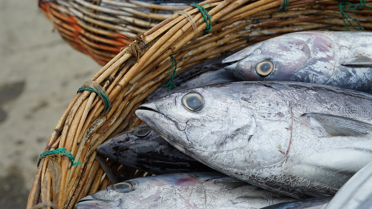 カツオとマグロのイメージ
