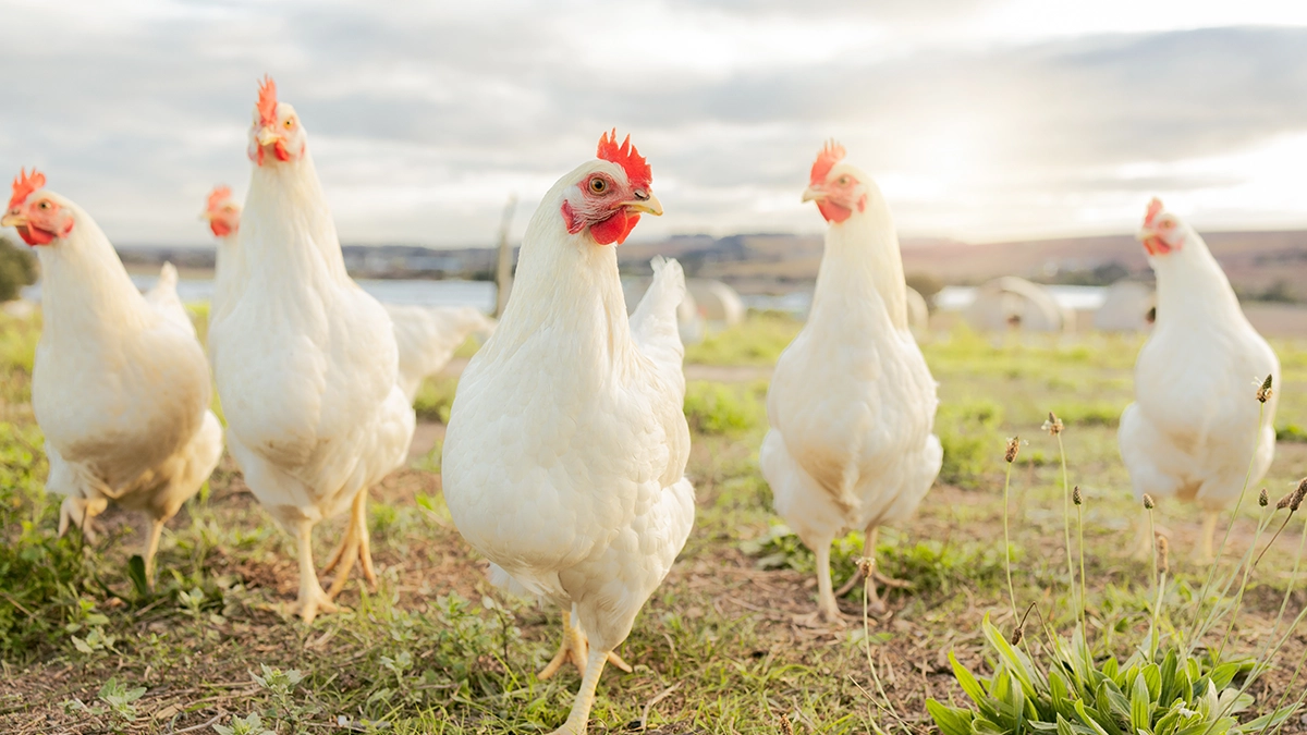 a group of white chickens in a field