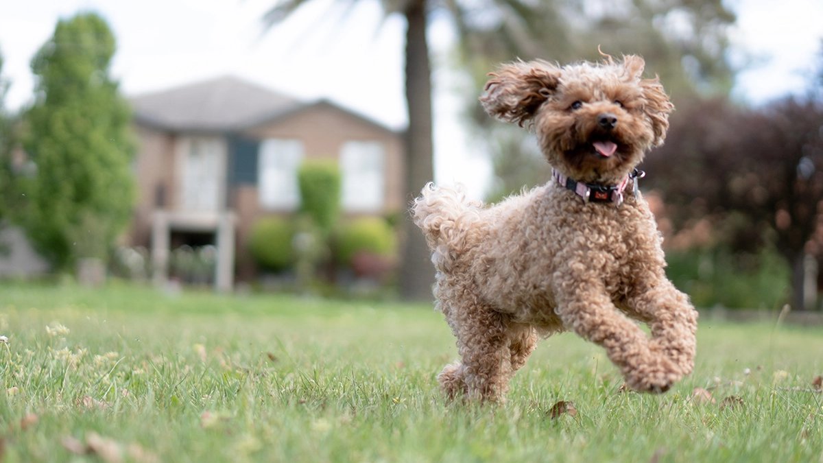 green lipped mussel patella support