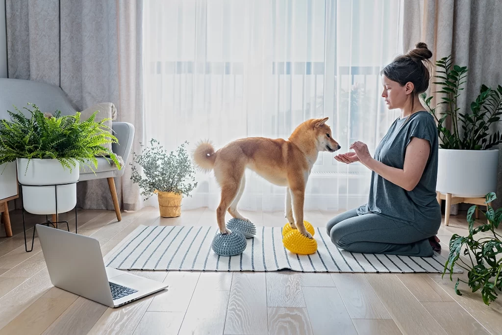 犬のパテラにバランスボールを使った運動が効果的 2 バランスボールに乗る芝犬