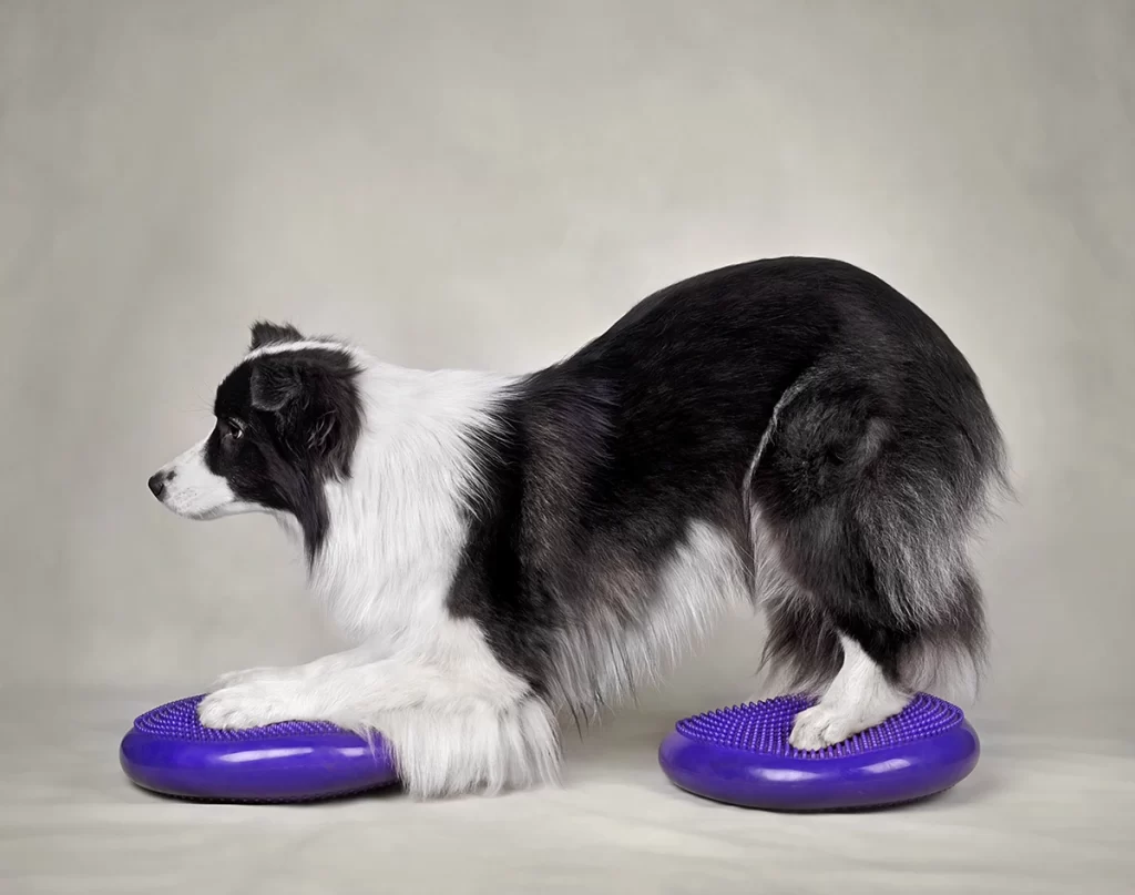 犬のパテラにバランスボールを使った運動が効果的 4 バランスボールに乗る犬