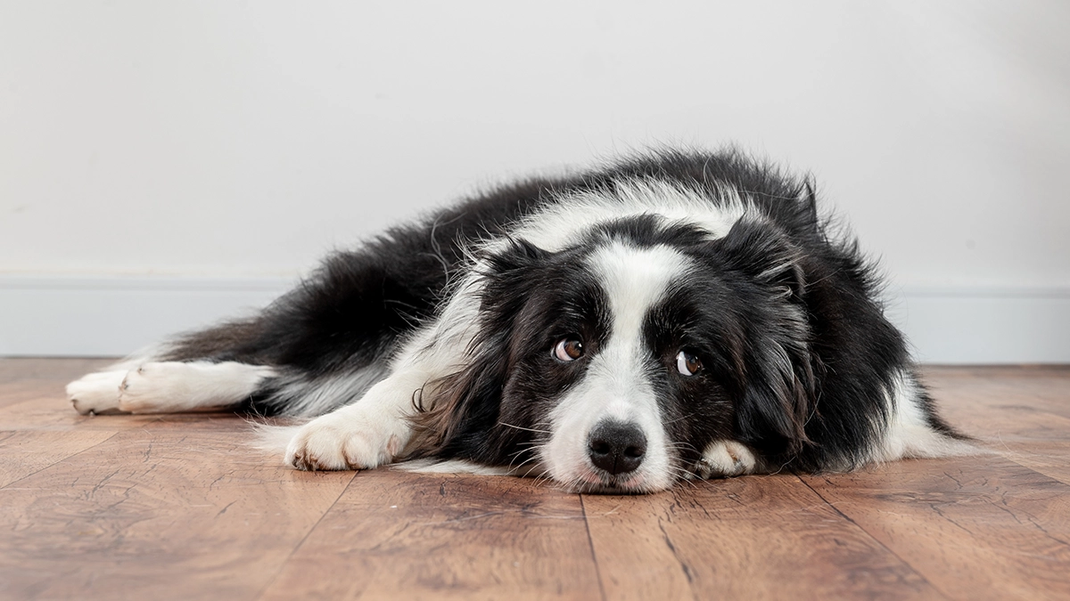 膀胱炎で困る犬