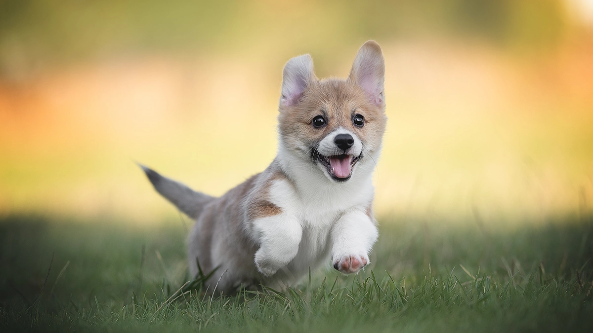 a dog running in the grass