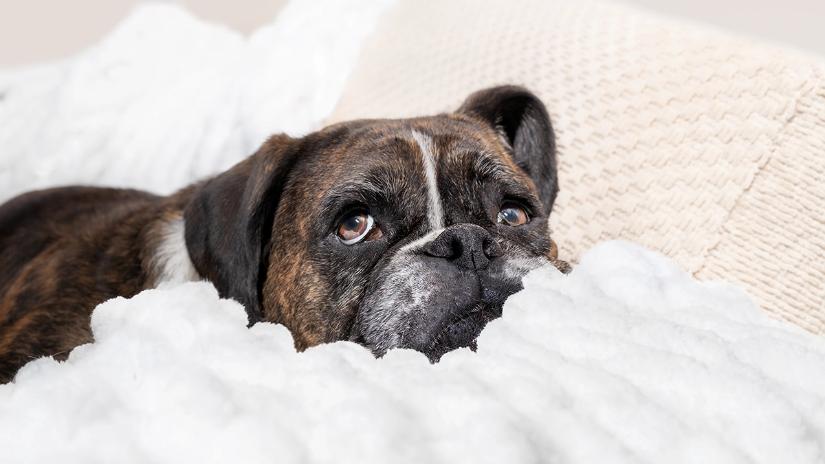 リラックスした犬
