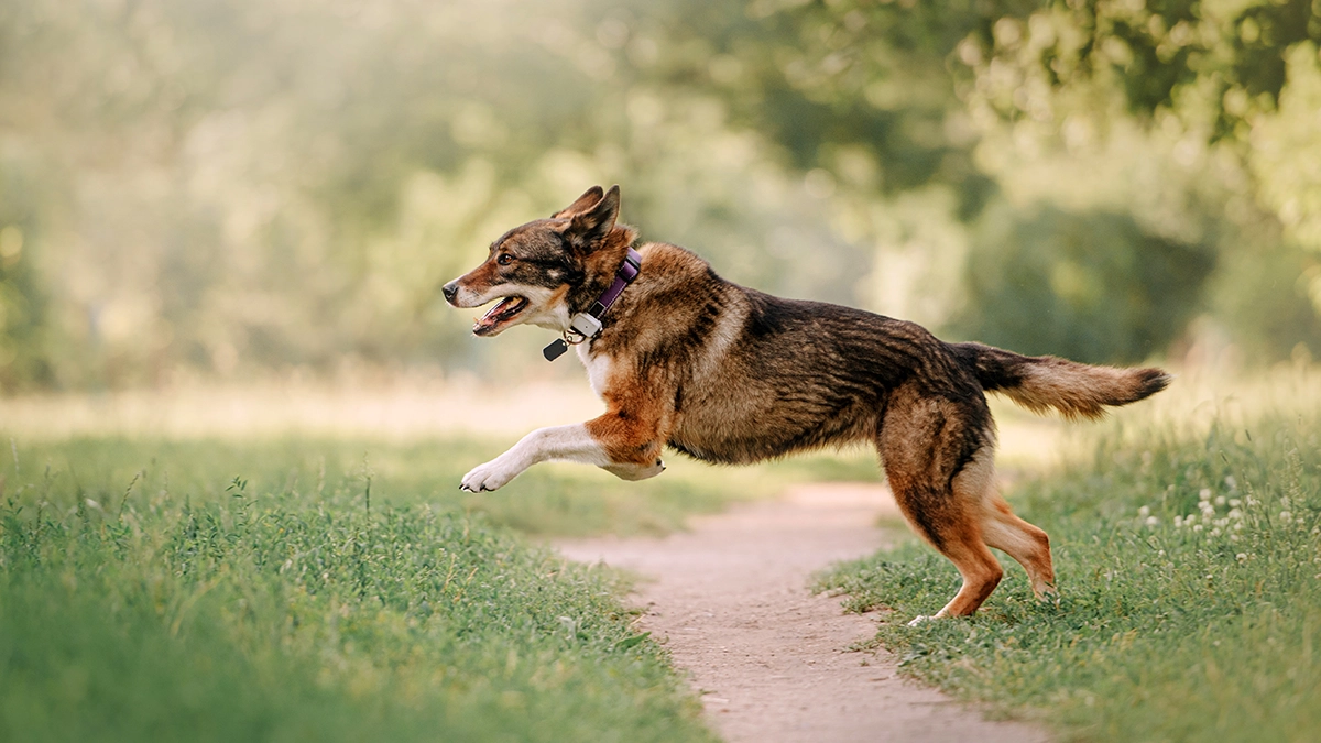 a dog running on a path