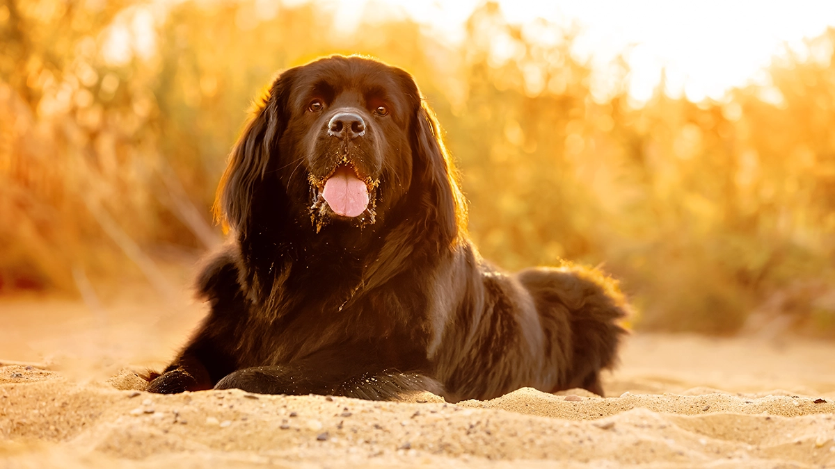 a dog lying in the sand