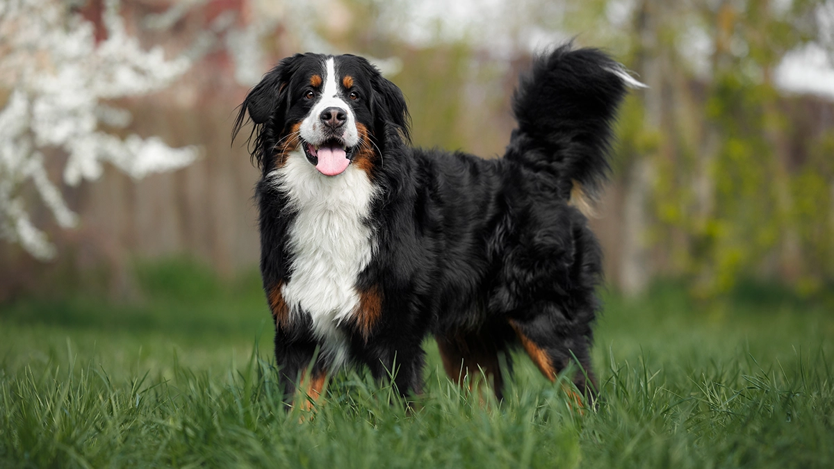 a dog standing in grass