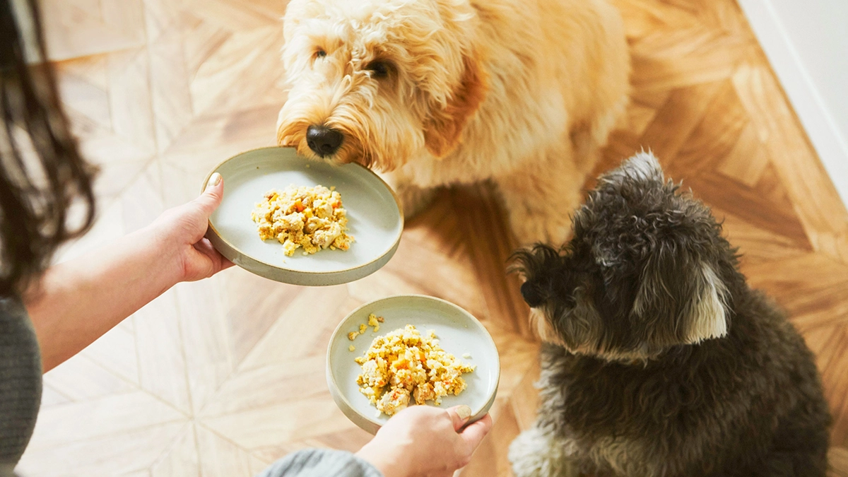 ペトコトのイメージ