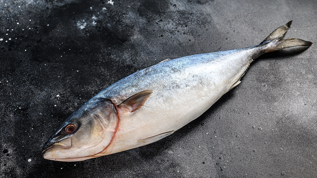 ブリのイメージ