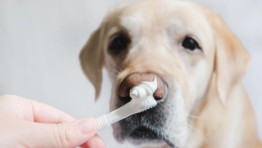 歯磨きと犬