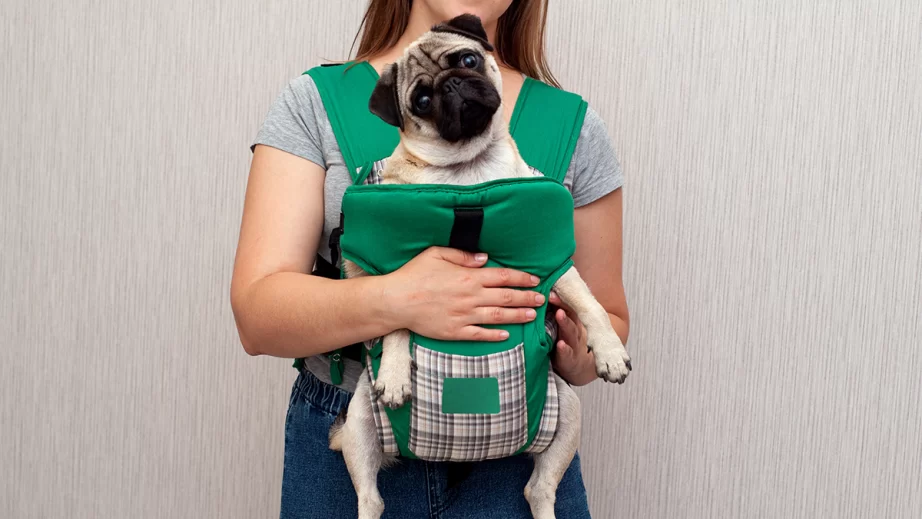 抱っこされるパグ