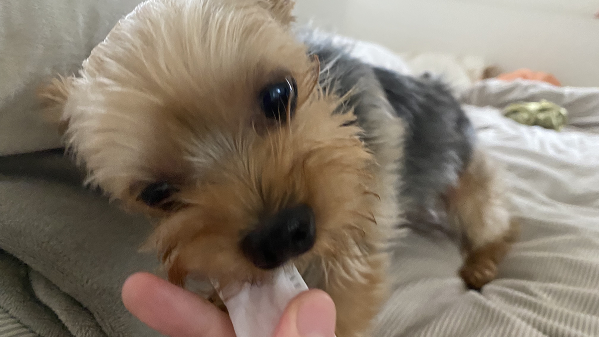 歯磨きイメージ