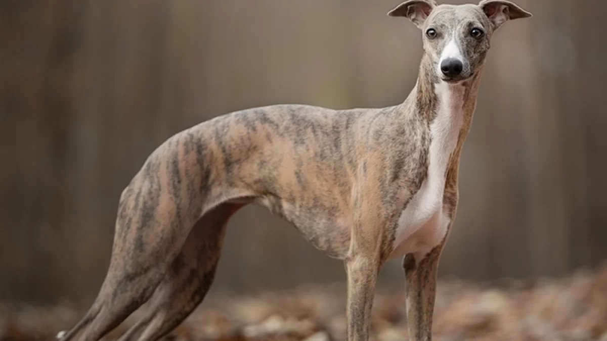 ウィペットの特徴・性格・飼い方・注意点を解説｜犬のしあわせ