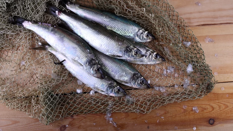 にしんのイメージ