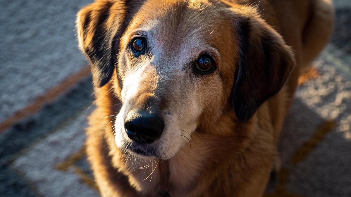 穏やかそうな老犬