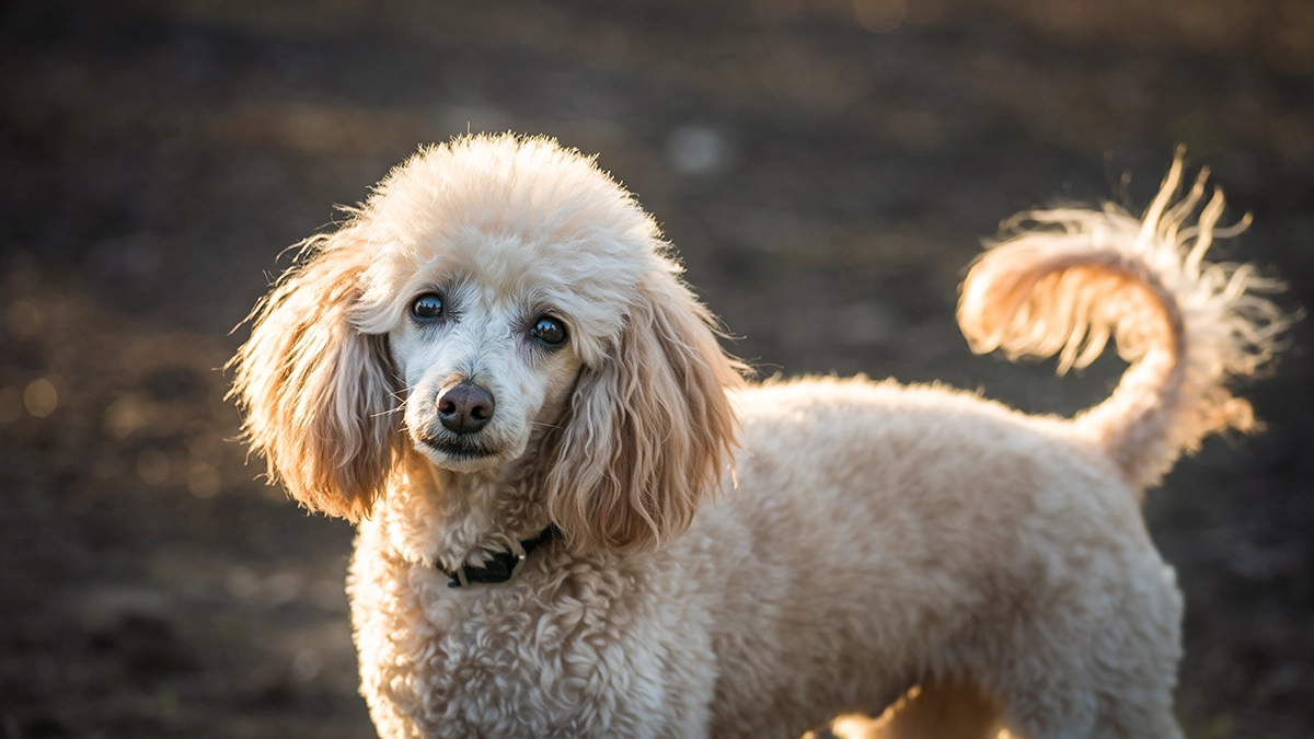 シニア犬イメージ