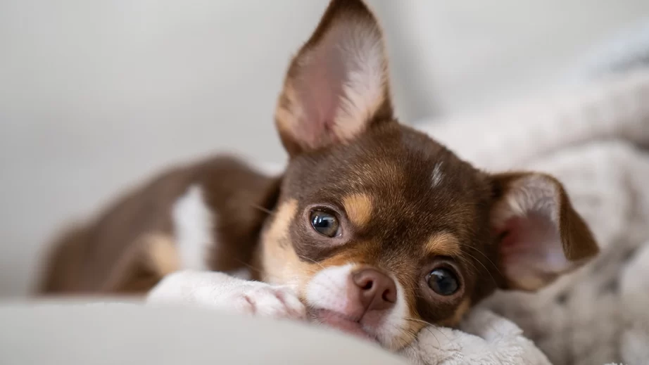 リラックスの犬