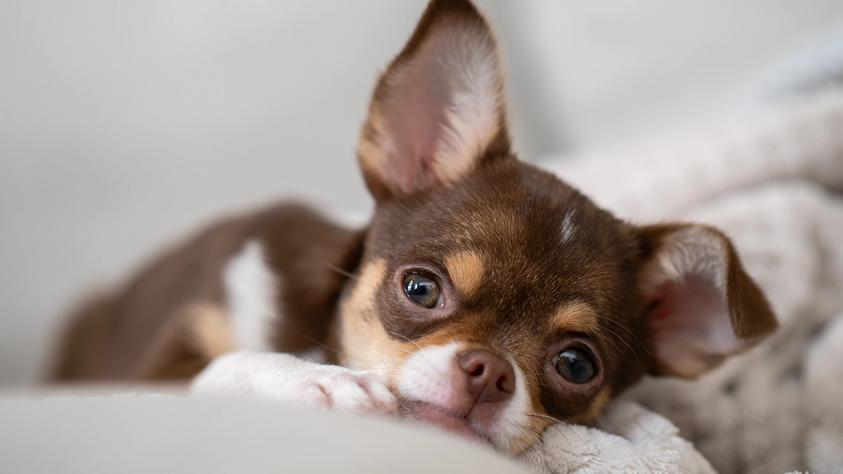 リラックスの犬