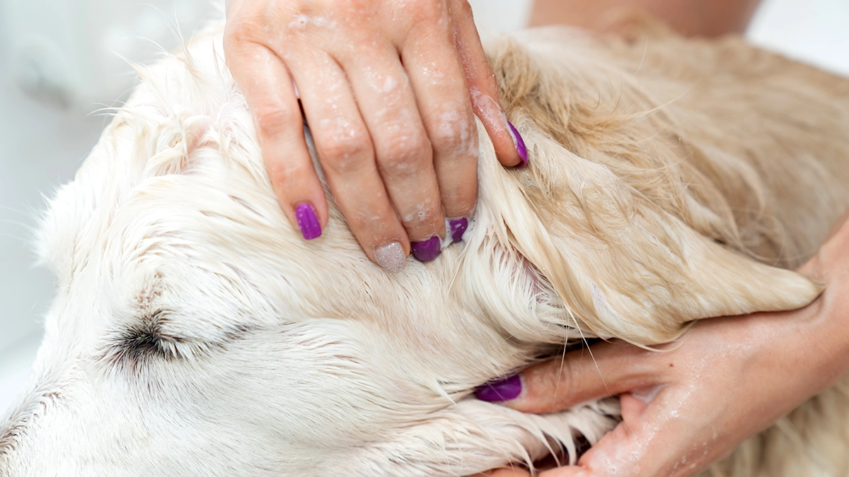 シャンプーする犬