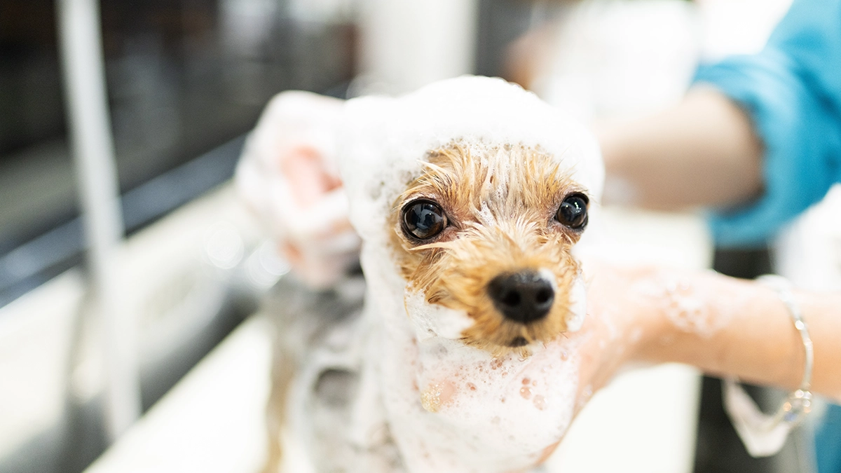 シャンプーする犬