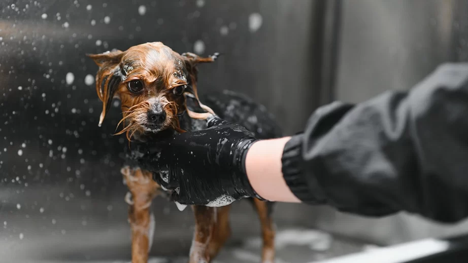 シャンプーする犬