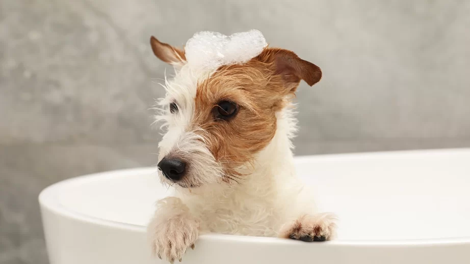 シャンプーする犬