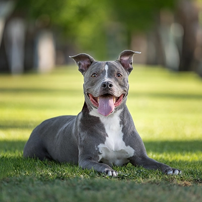 アメリカン・ピット・ブル・テリアのイメージ