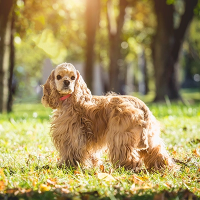 草原にいるアメリカン・コッカー・スパニエル