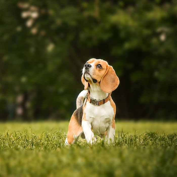 ビーグル 3 落ち葉の中のビーグル