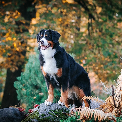 バーニーズ・マウンテン・ドッグ