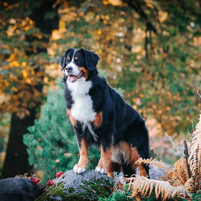 バーニーズ・マウンテン・ドッグ 3 バーニーズ・マウンテン・ドッグ