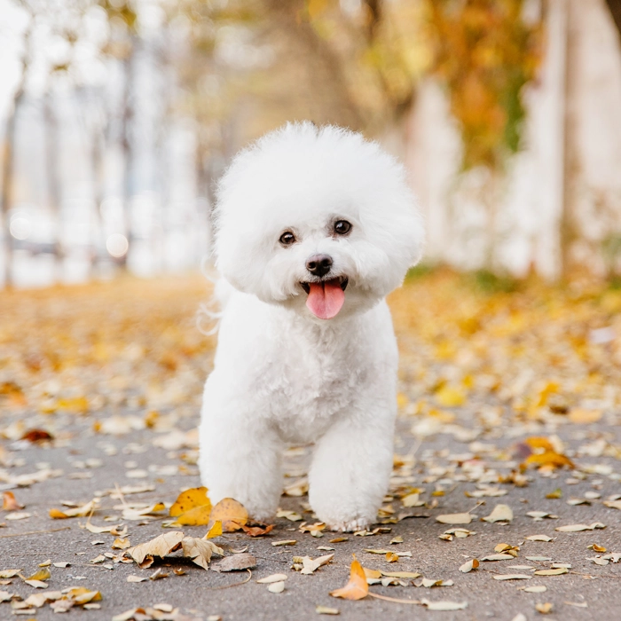 落ち葉の中のビション・フリーゼ