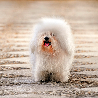 ボロニーズ 2 ボロニーズ