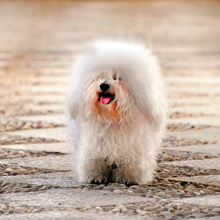 ボロニーズ 3 ボロニーズ