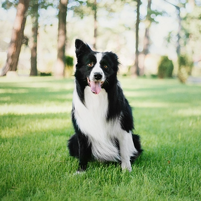 草原にいるボーダー・コリー
