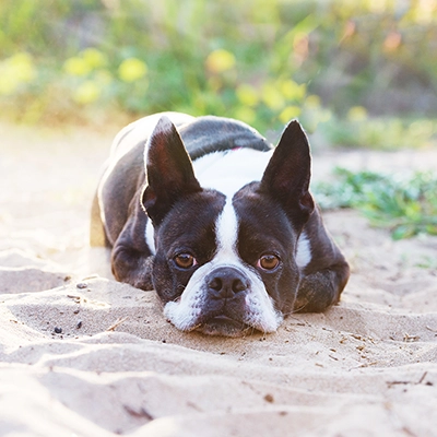 落ち葉の中のボストン・テリア