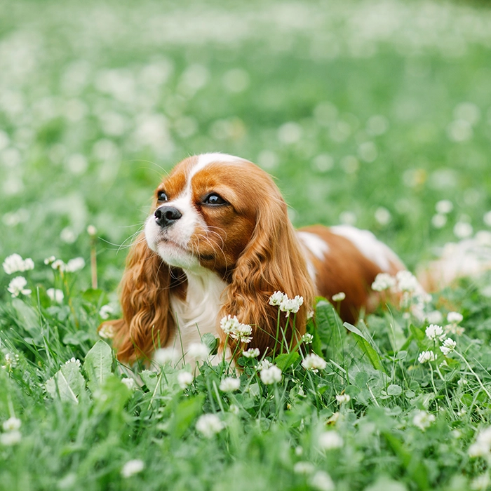 落ち葉の中のキャバリア・キング・チャールズ・スパニエル