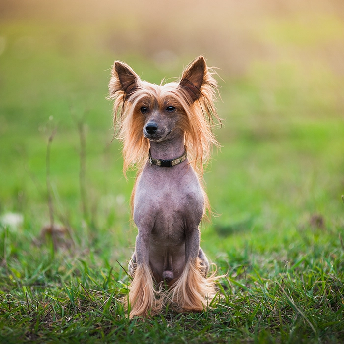 チャイニーズ・クレステッド・ドッグ