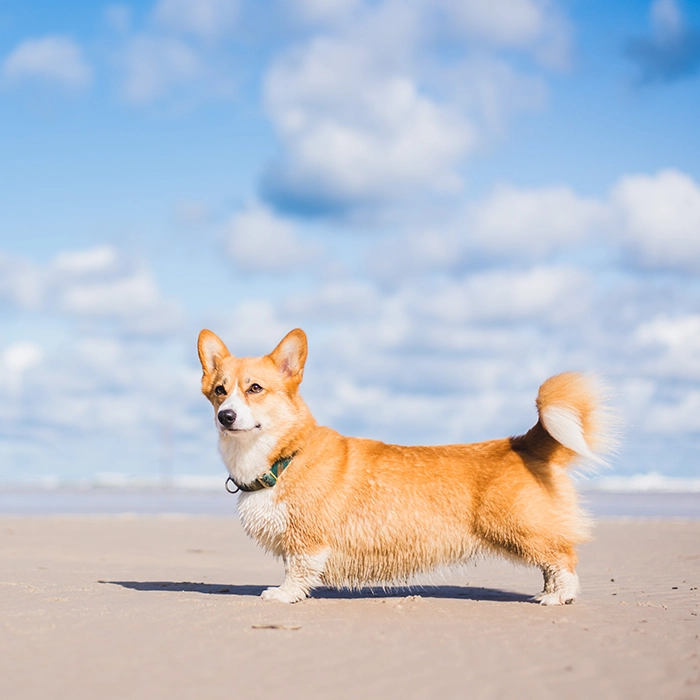 元気なコーギー