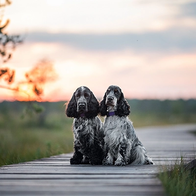 草原にいるイングリッシュ・コッカー・スパニエル