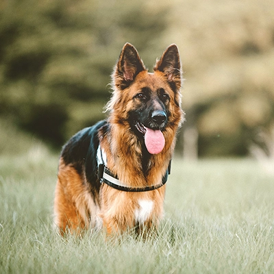 ジャーマンシェパード