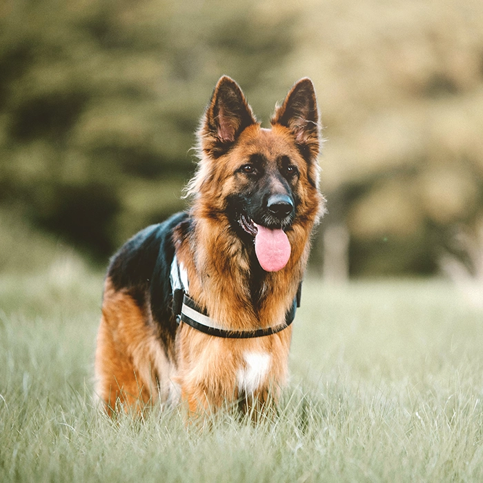 ジャーマンシェパード