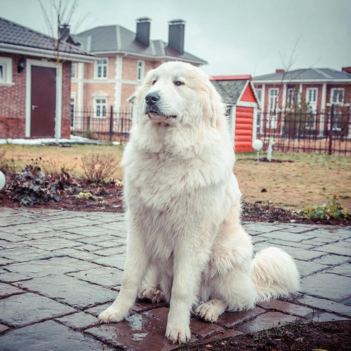 グレート・ピレニーズ