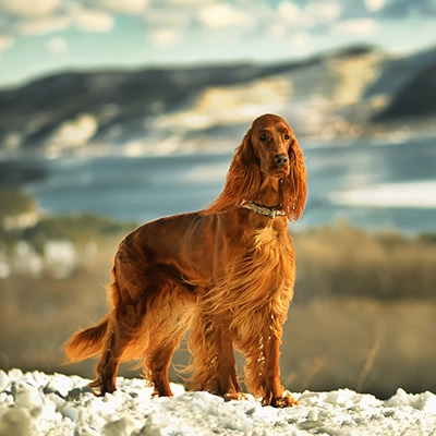 アイリッシュ・セター