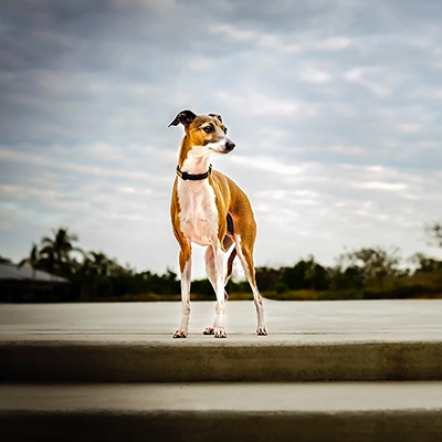 落ち葉の中のイタリアン・グレイハウンド
