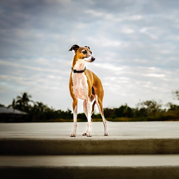 落ち葉の中のイタリアン・グレイハウンド